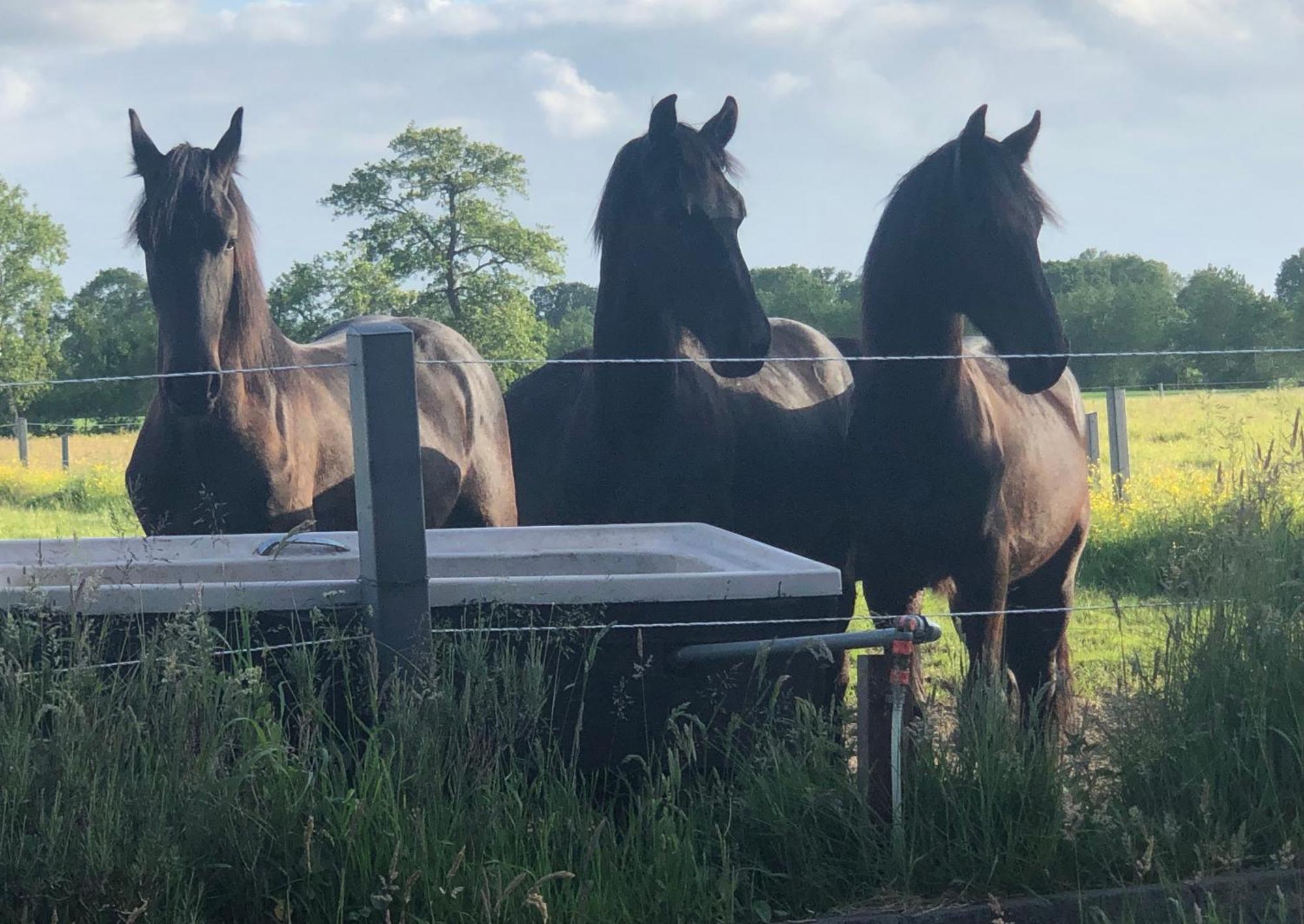 The Black Horse B&B & More Drachten Εξωτερικό φωτογραφία